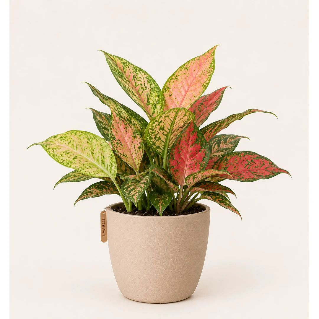 Aglaonema Mix - 3