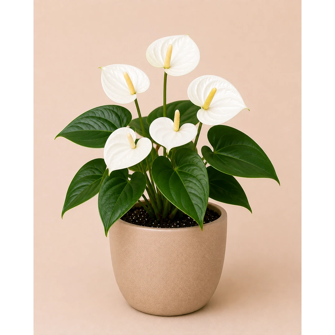 Anthurium White