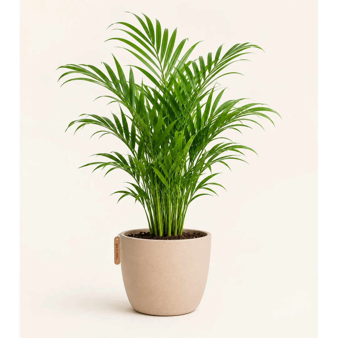 Areca Palm
