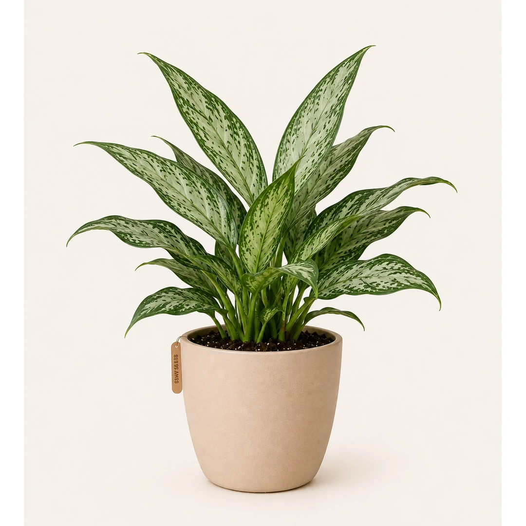 Aspera Mary