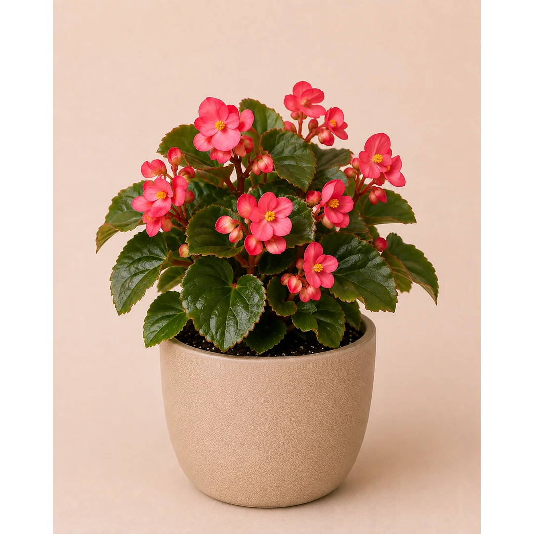 Begonia — Primary View