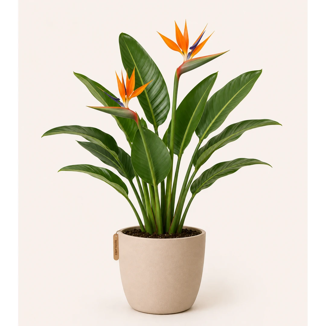 Bird of Paradise