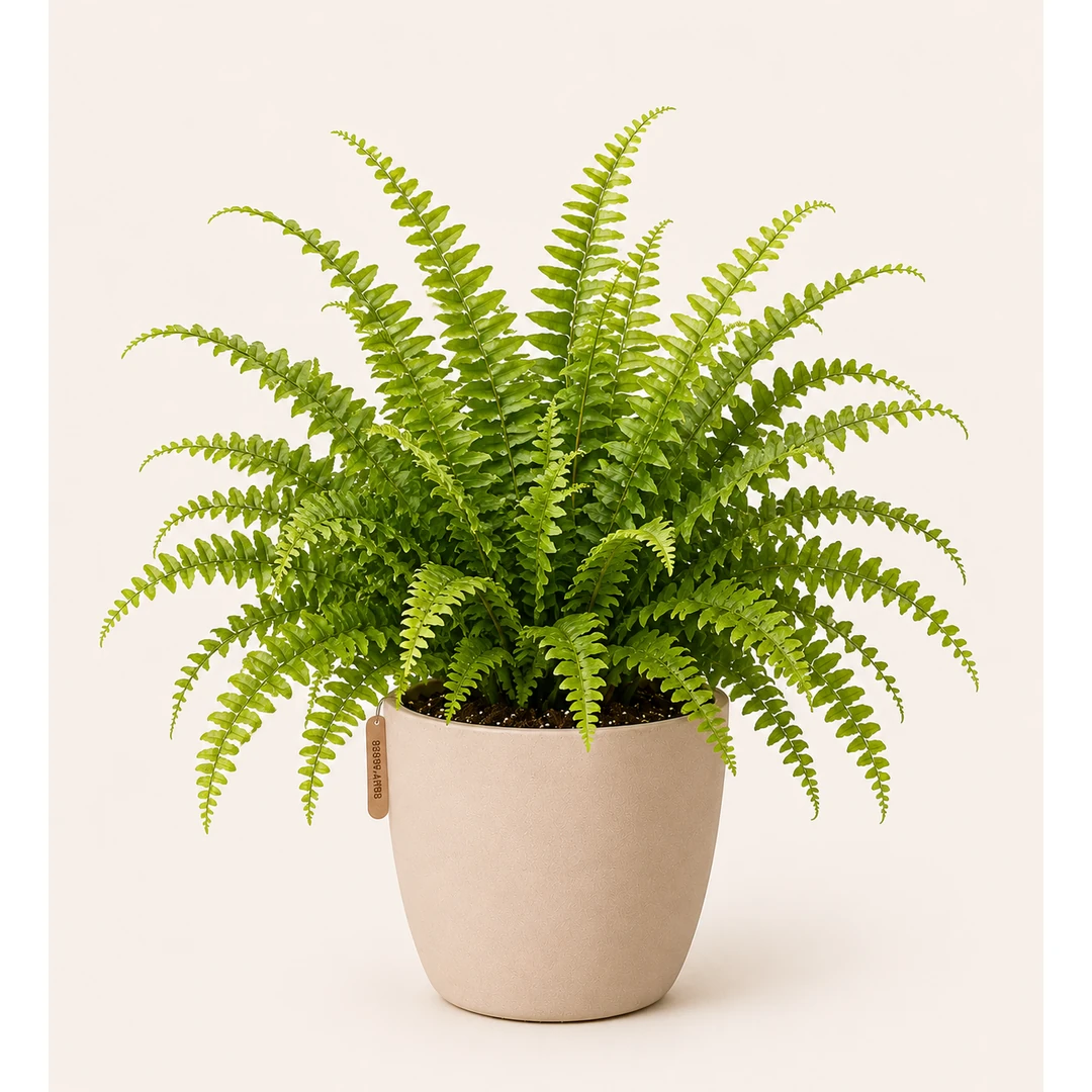 Boston Fern
