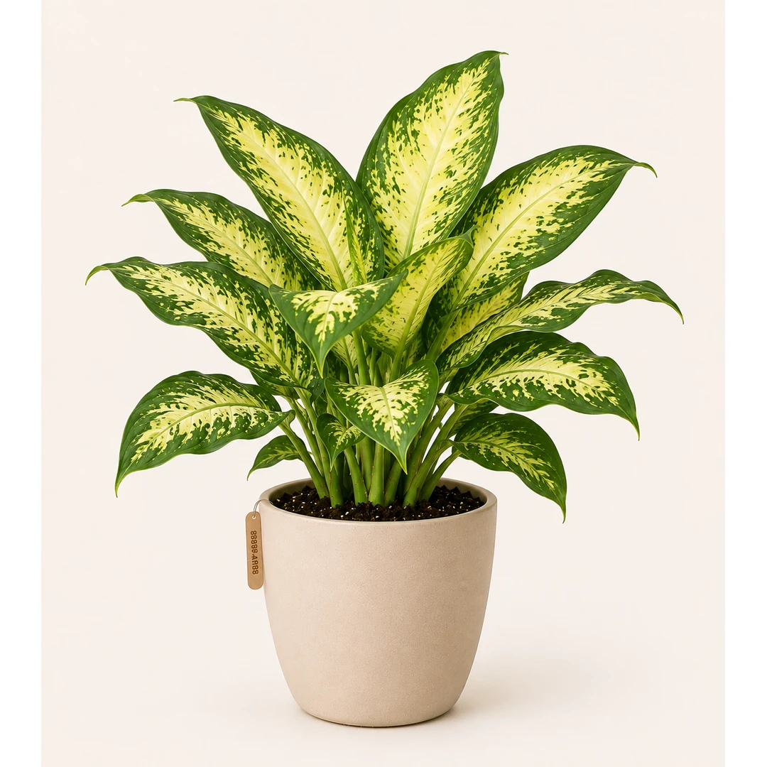Dieffenbachia