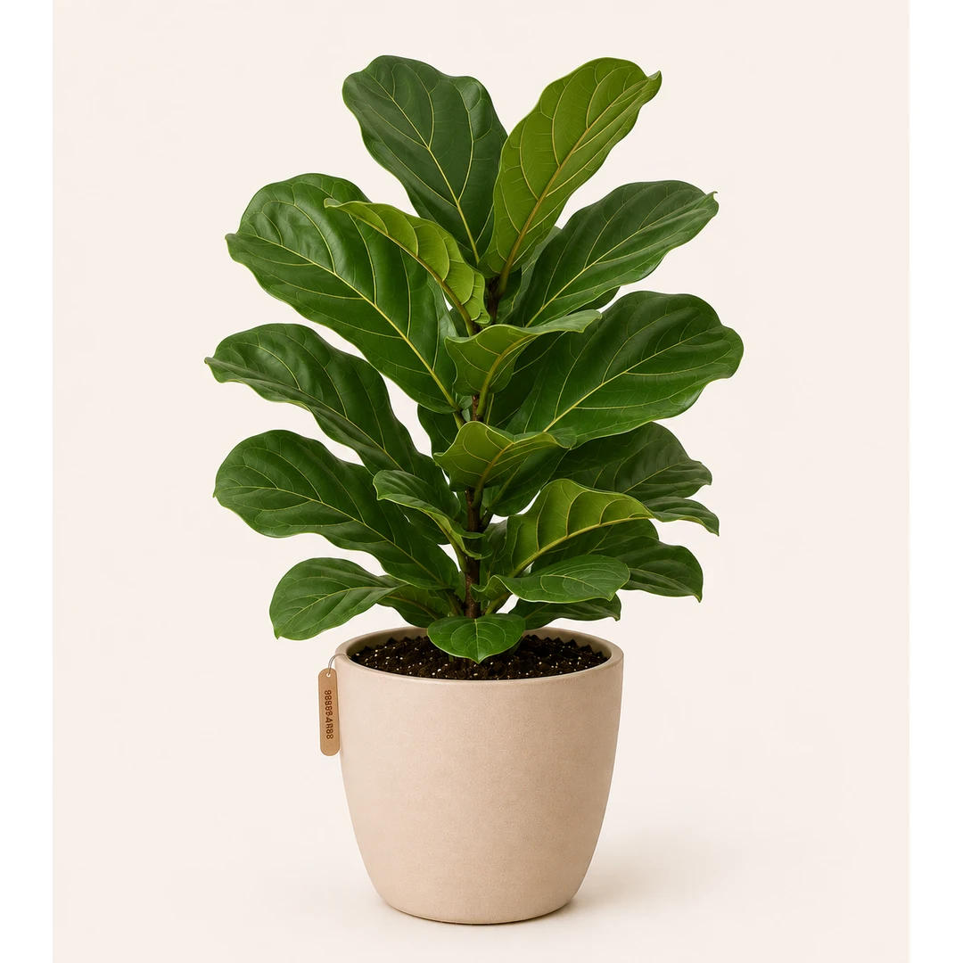 Fiddle Leaf Fig