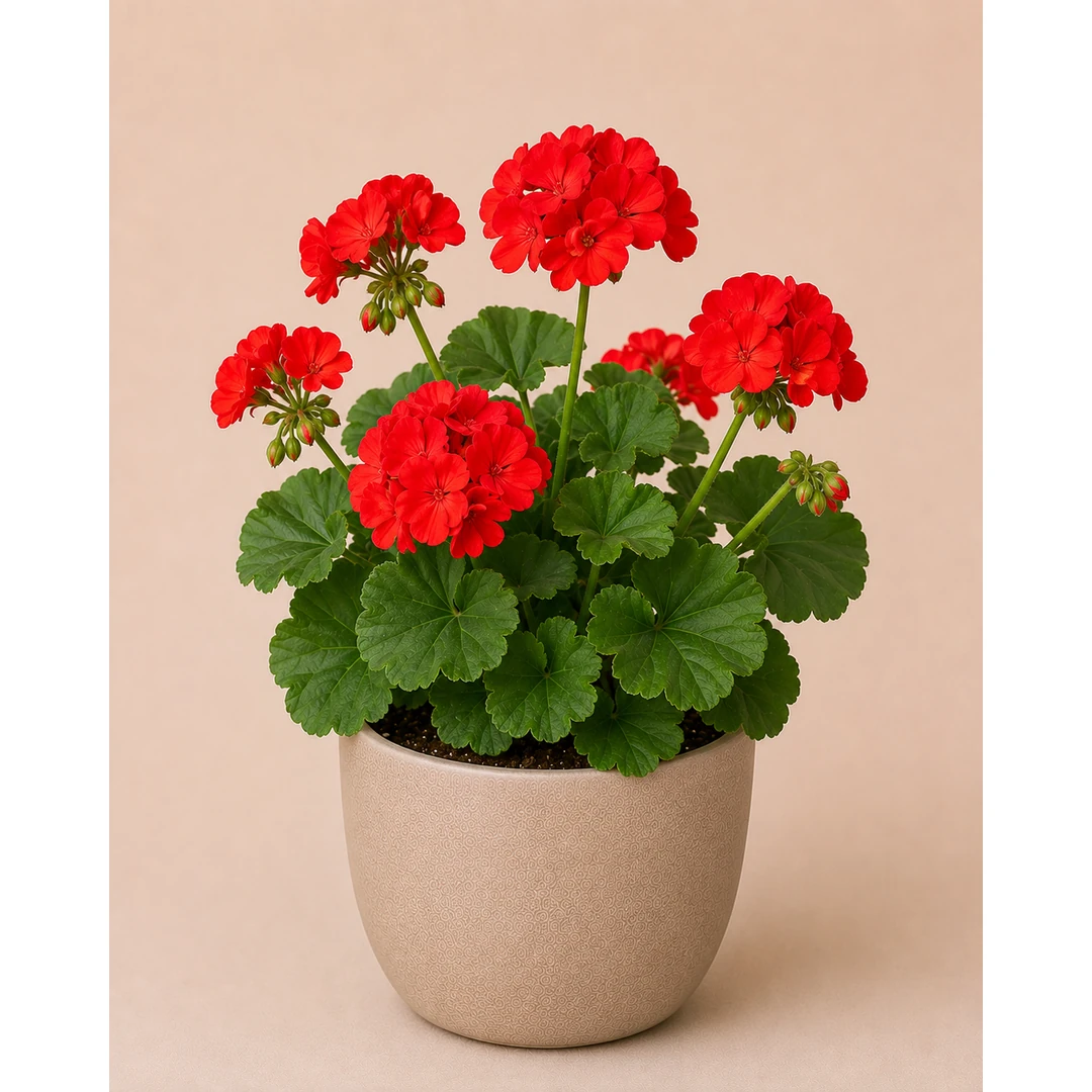 Geranium — Primary View