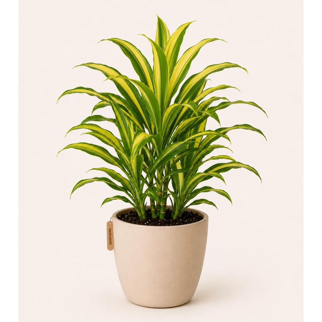 Golden Dracaena