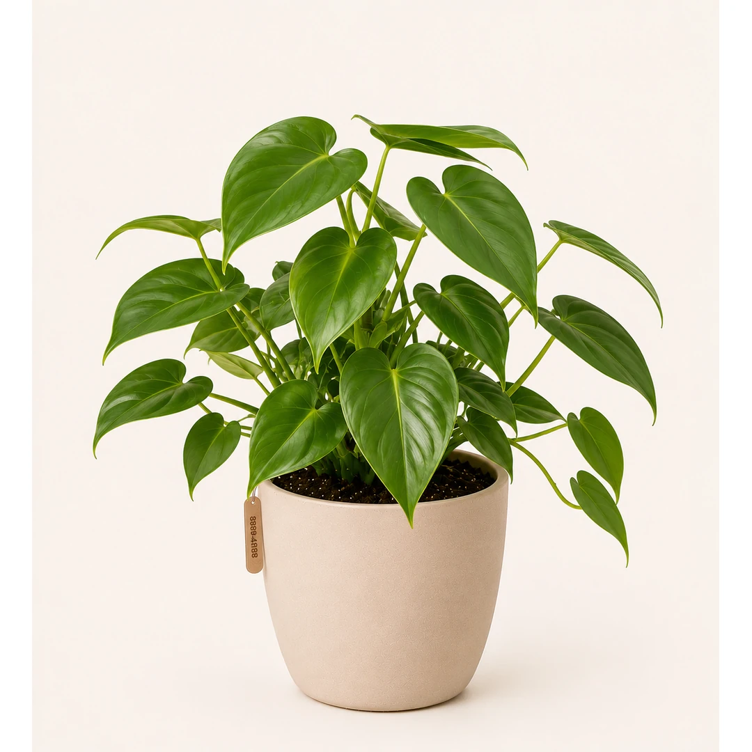Green Philodendron