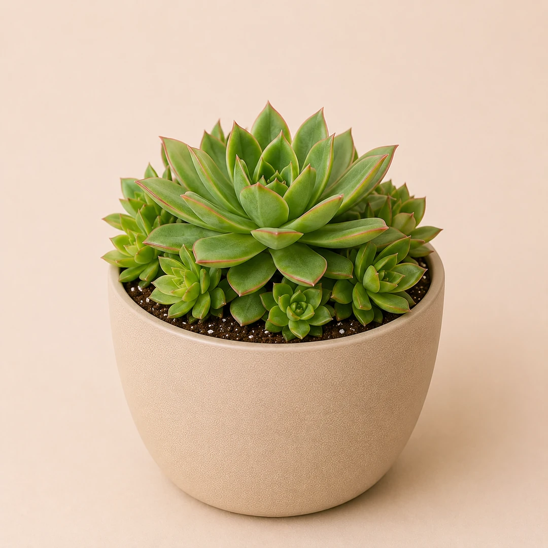 Laxmi Succulent — Primary View