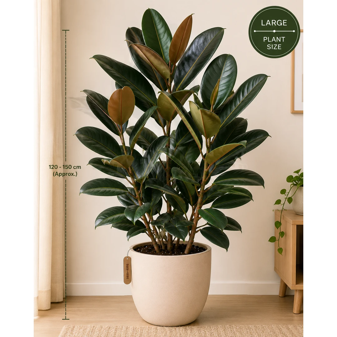 Rubber Plant - Large — Primary View