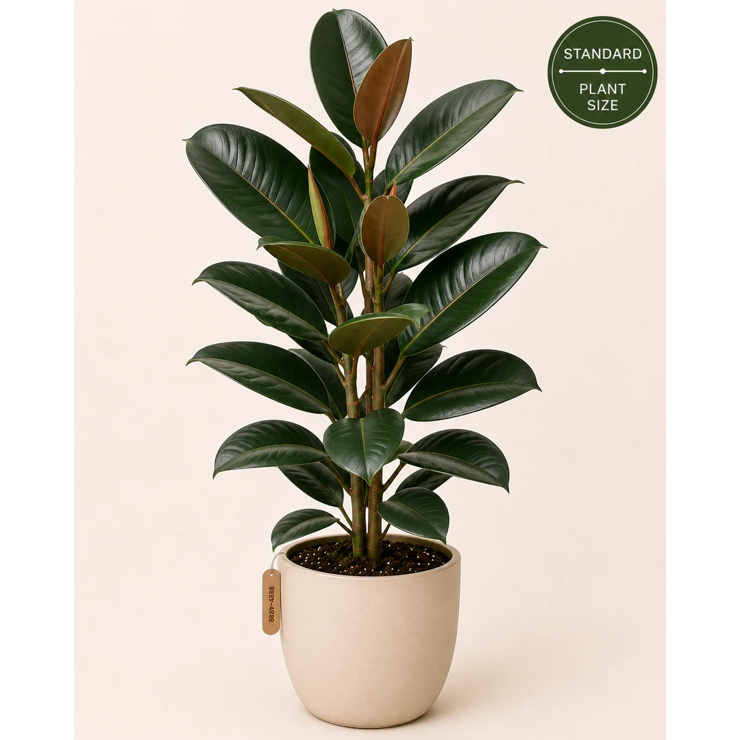 Rubber Plant - Standard — Primary View