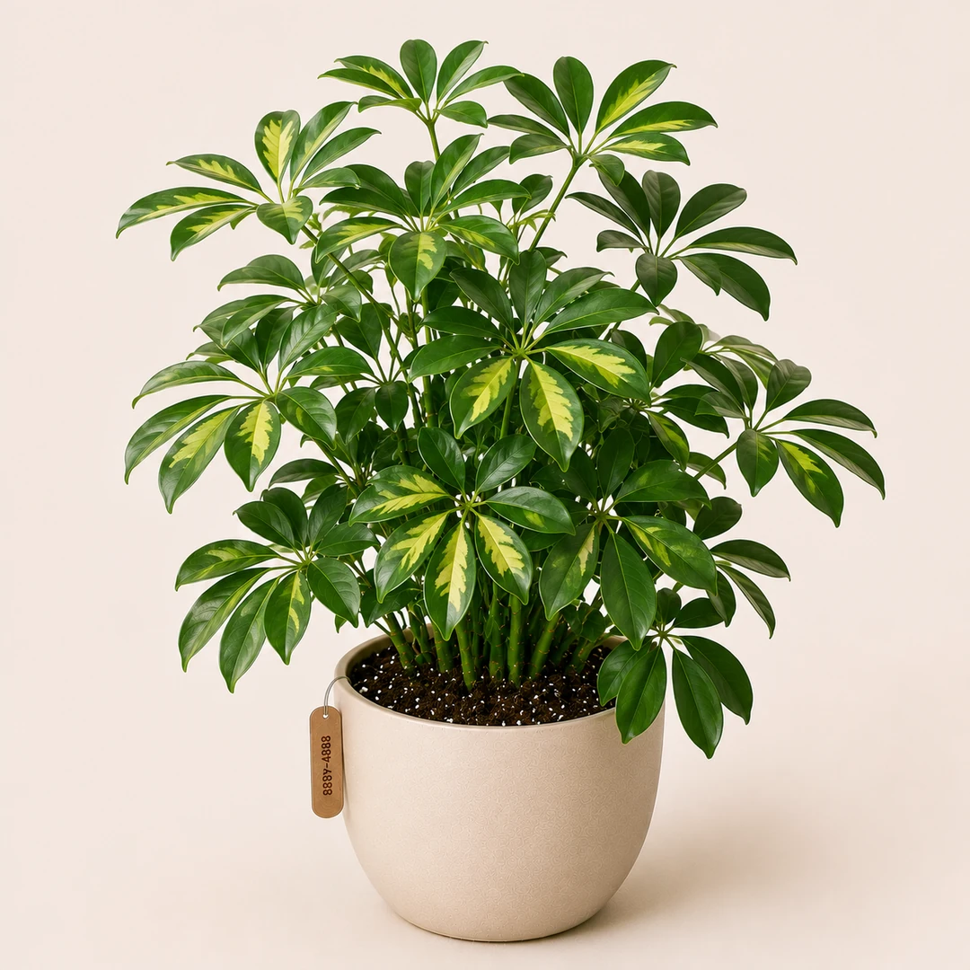 Schefflera — Primary View