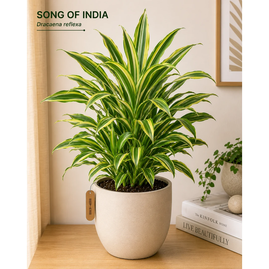 Song of India — Primary View