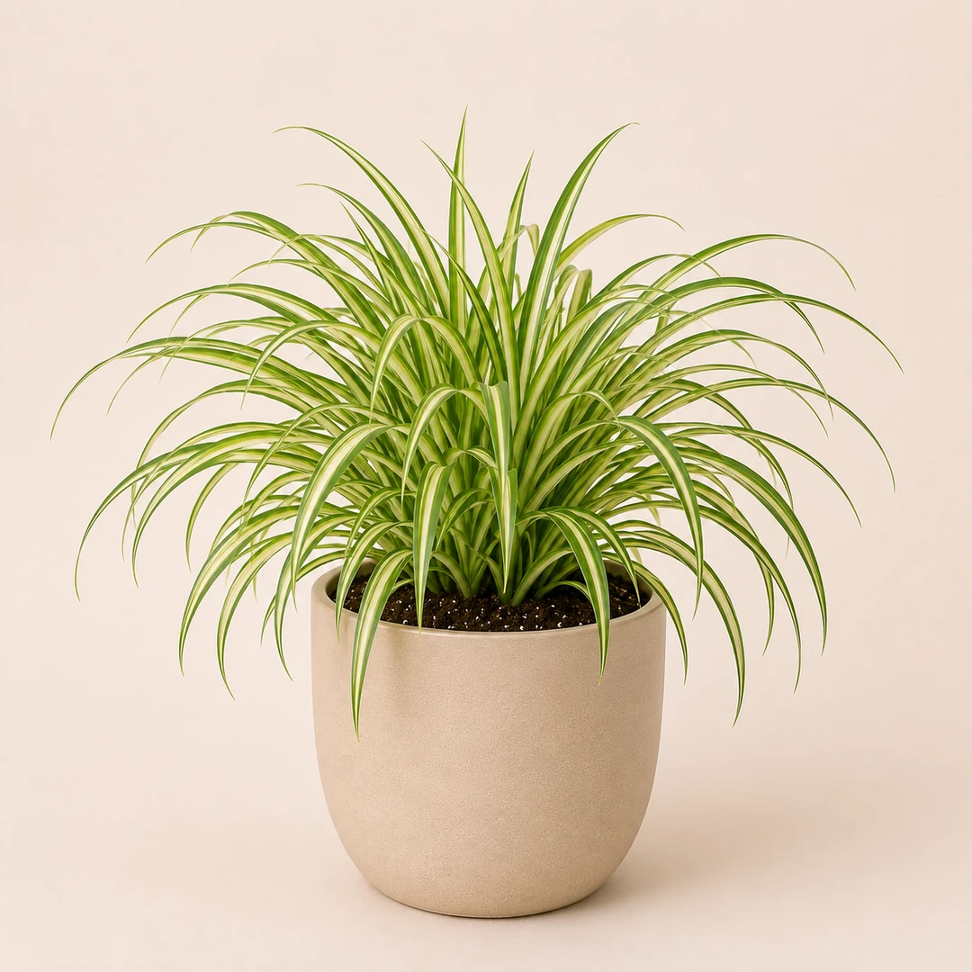 Spider Plant — Primary View
