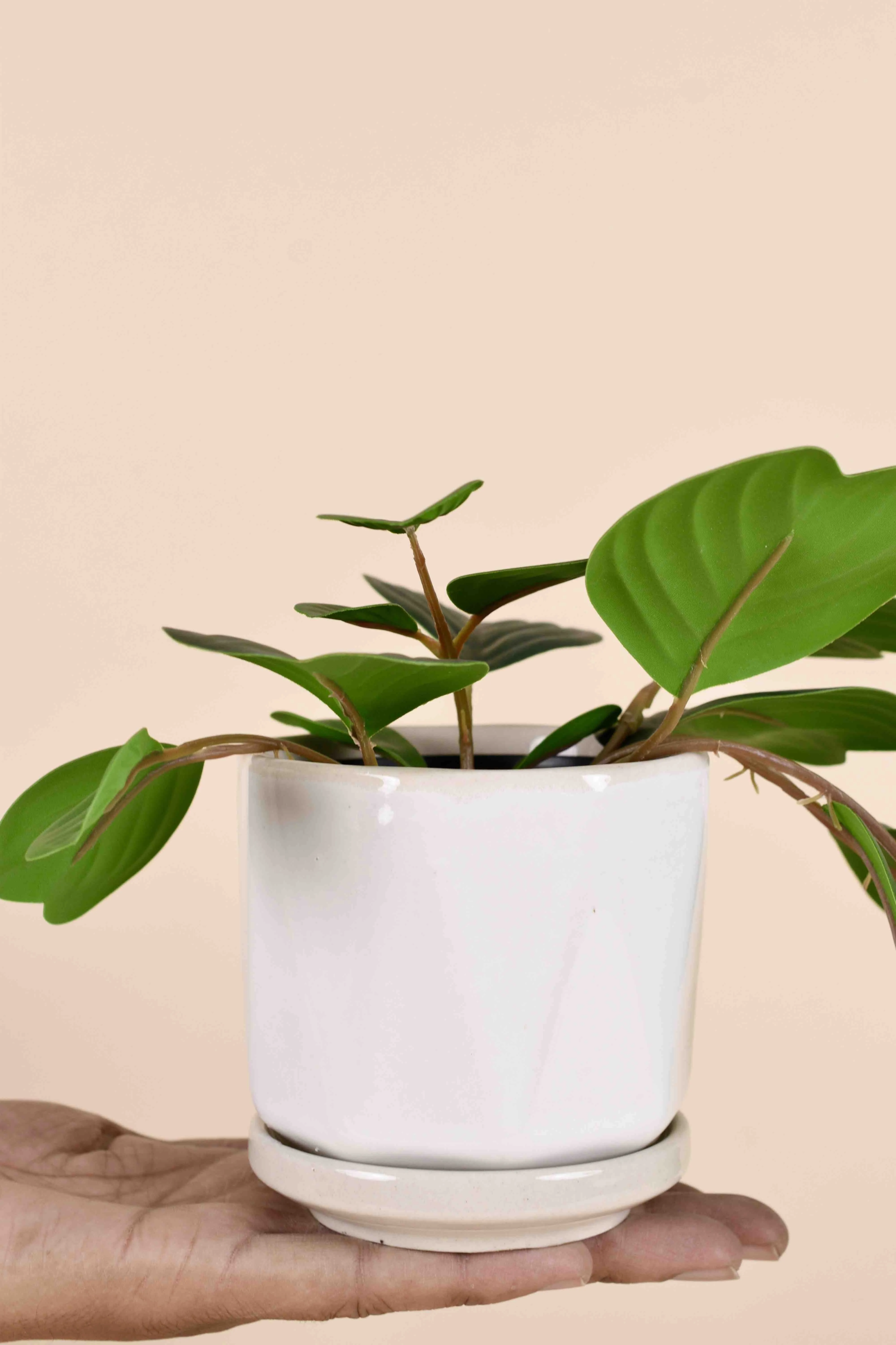 Classic Ceramic Planter Set of 3 (3" Dia)