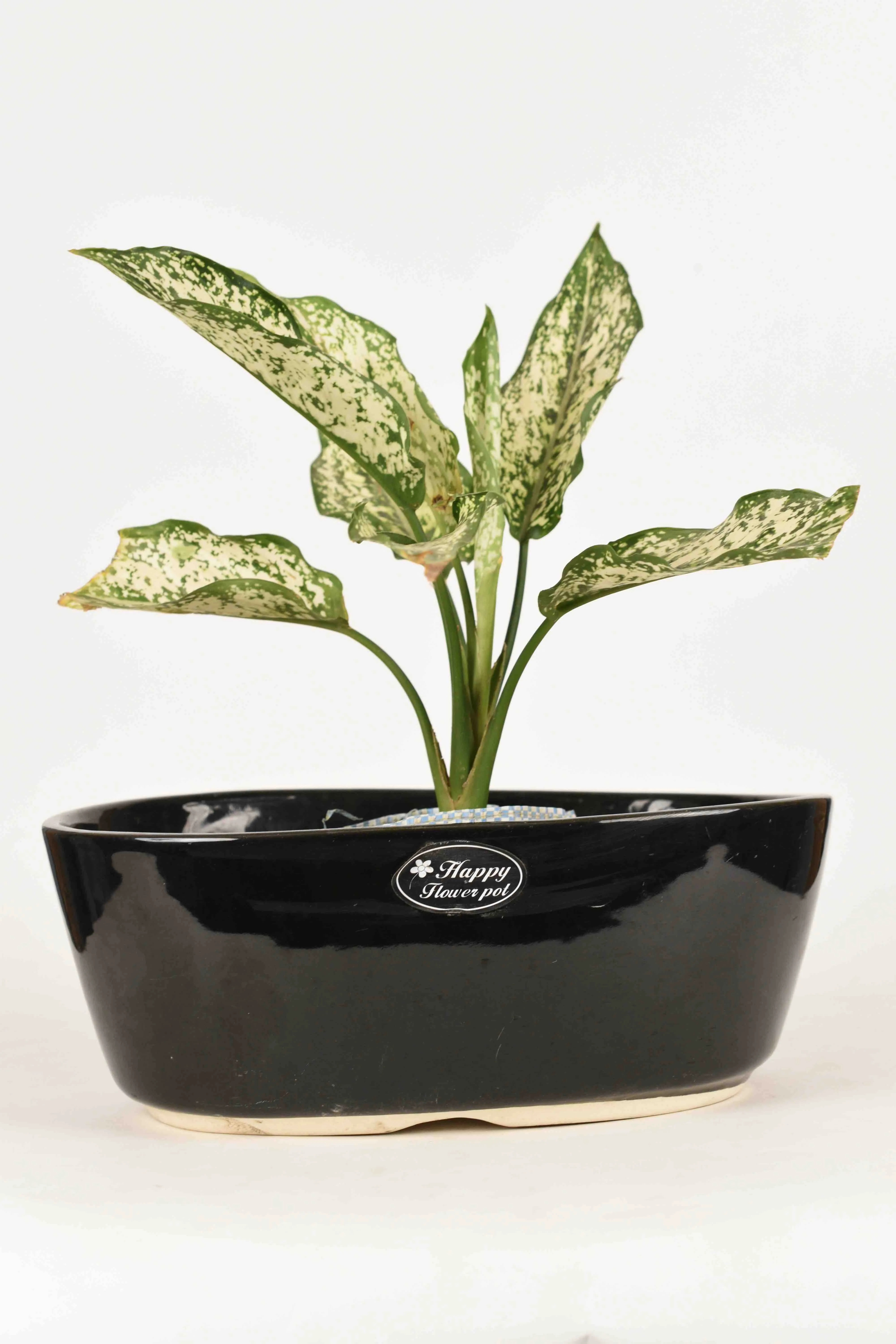 Classic Ceramic Planter — 3.5" Dia × 4" Height — Primary View