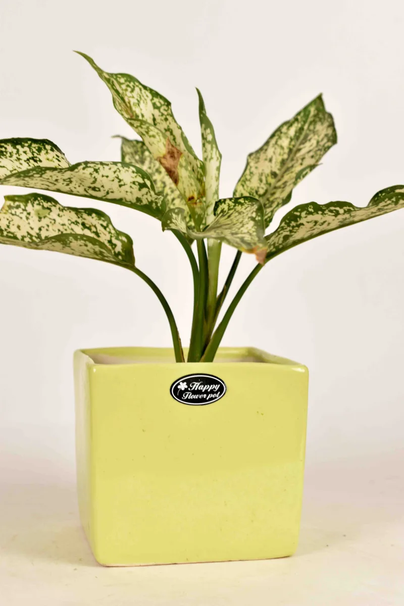 Classic Ceramic Planter — 3.5" Dia × 4" Height — Primary View