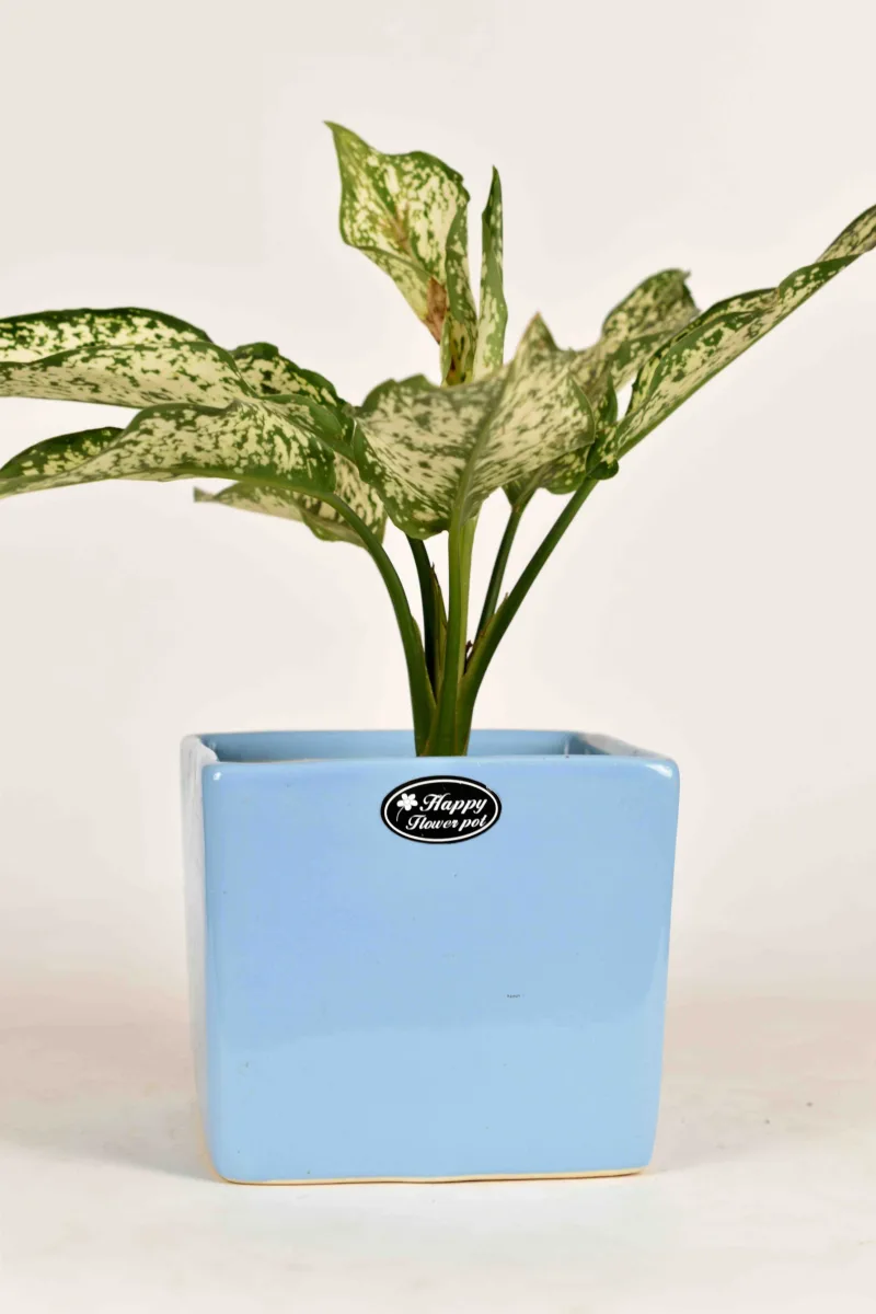 Classic Ceramic Planter — 4" Dia × 3" Height — Primary View