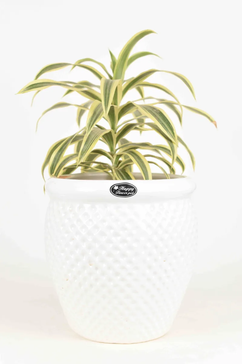 Classic Ceramic Planter — 5.5" Dia × 5" Height — Primary View