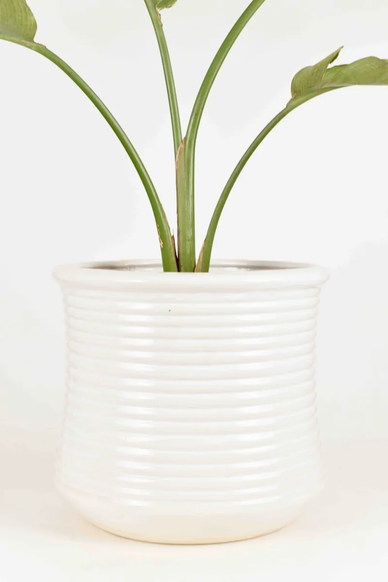 Classic Ceramic Planter — 5.5" Dia × 4" Height — Primary View