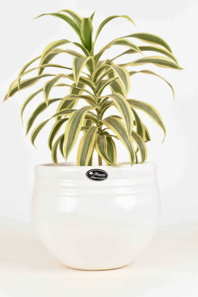 Classic Ceramic Planter — 11" Dia × 10" Height — Primary View