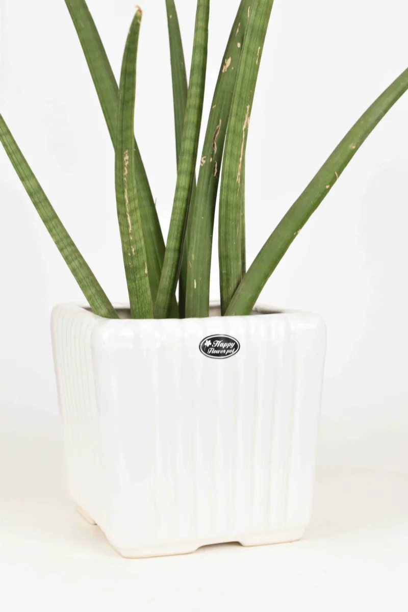 Classic Ceramic Planter — 6.5" Dia × 5.5" Height — Primary View