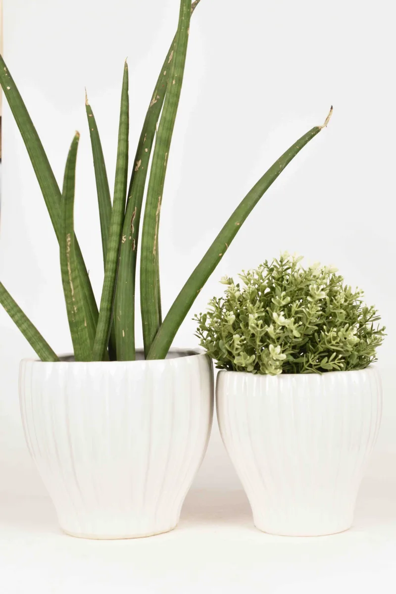 Classic Ceramic Planter — 6.5" Dia × 6.5" Height — Primary View