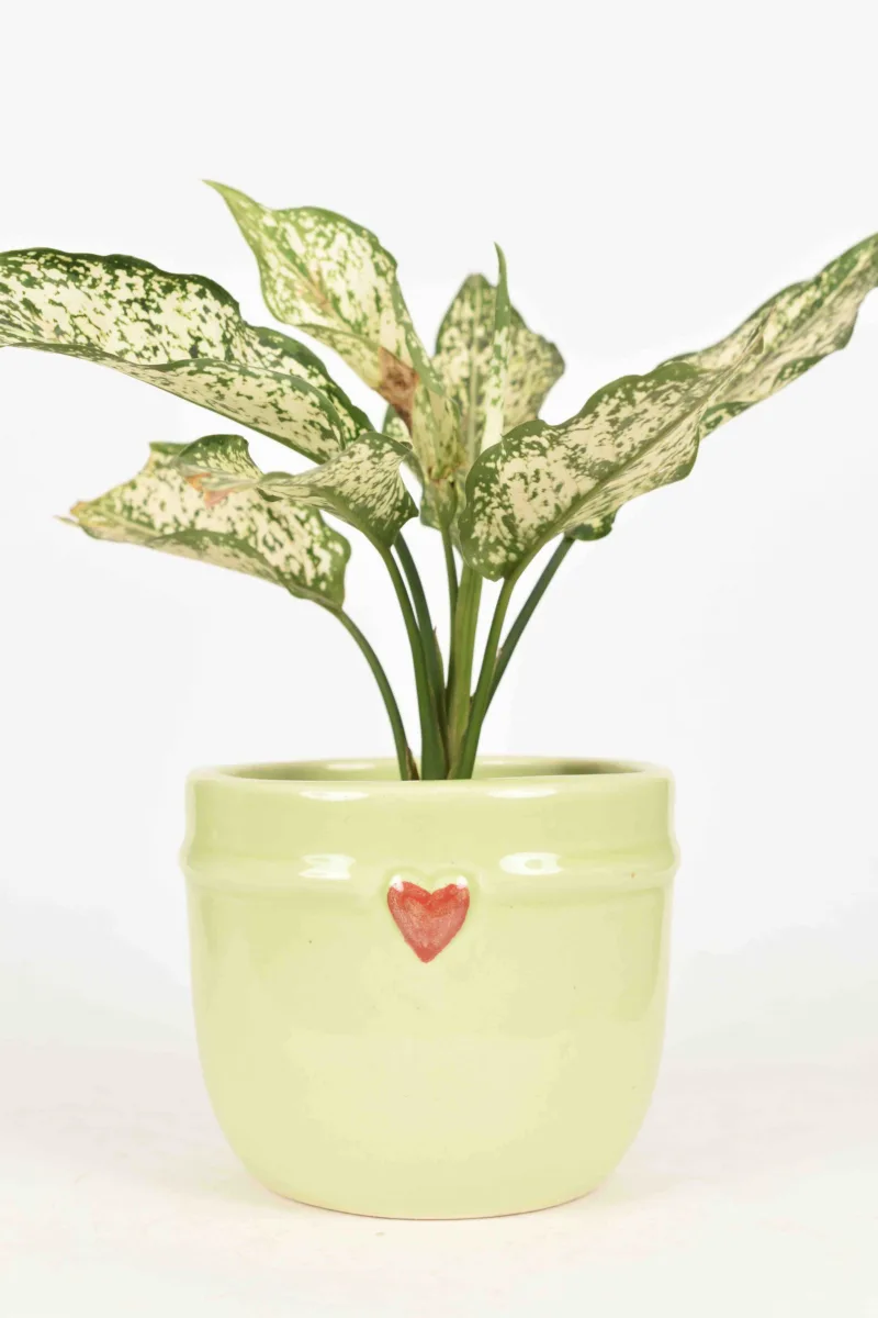 Classic Ceramic Planter — 4" Dia × 4" Height — Primary View