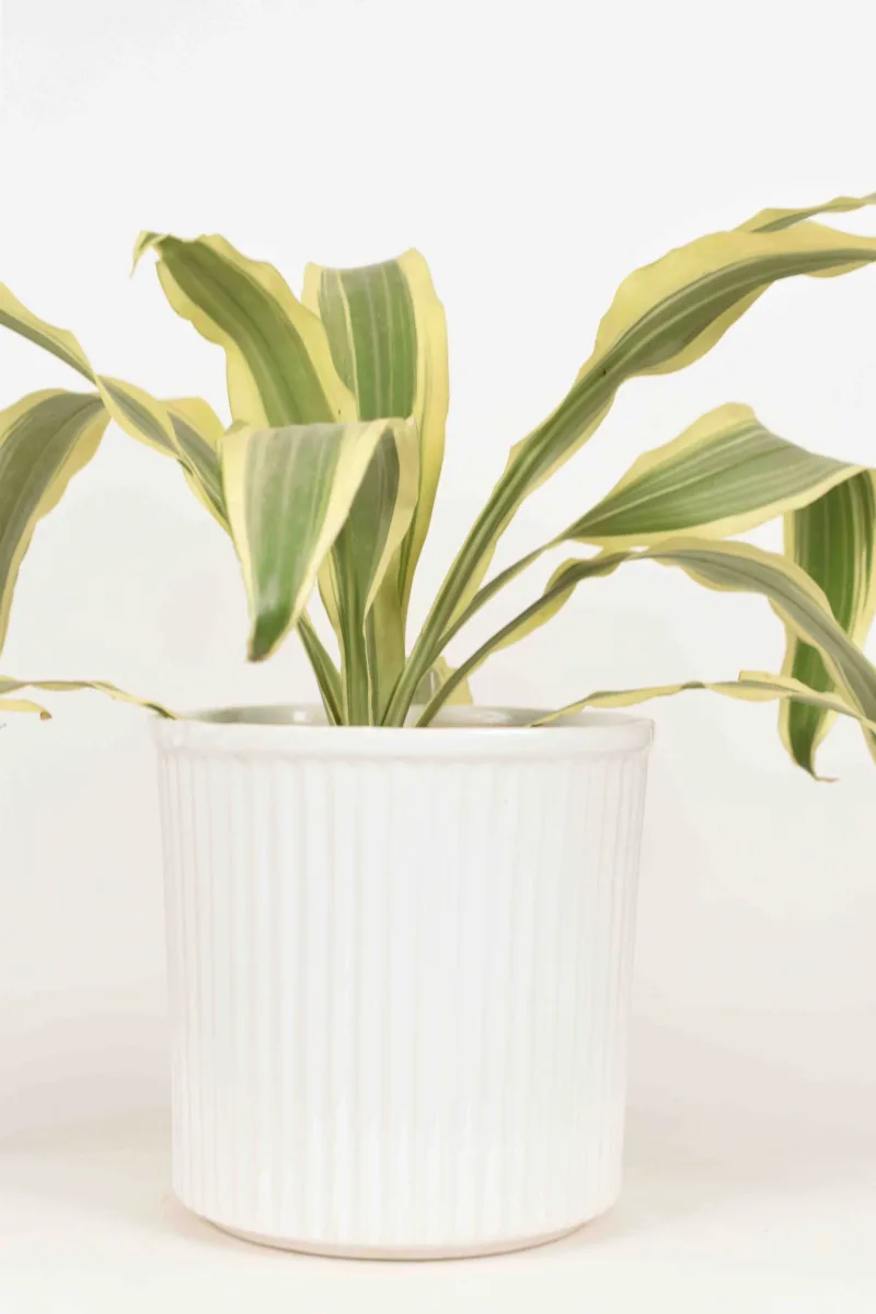 Classic Ceramic Planter — 7" Dia × 3.5" Height — Primary View