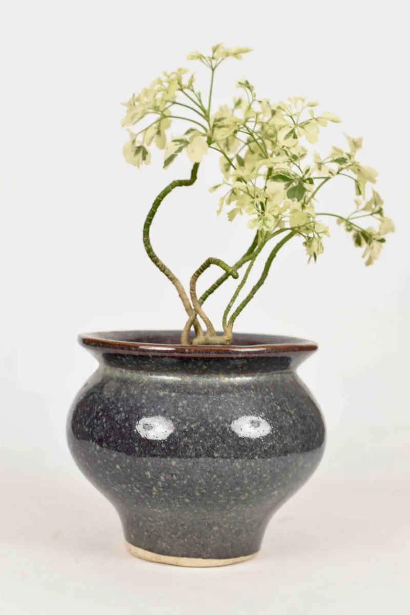 Classic Ceramic Planter — 7" Dia × 4" Height — Primary View