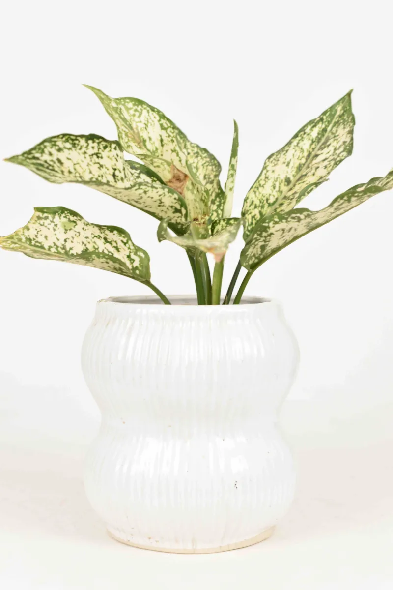 Classic Ceramic Planter — 5.5" Dia × 5" Height — Primary View