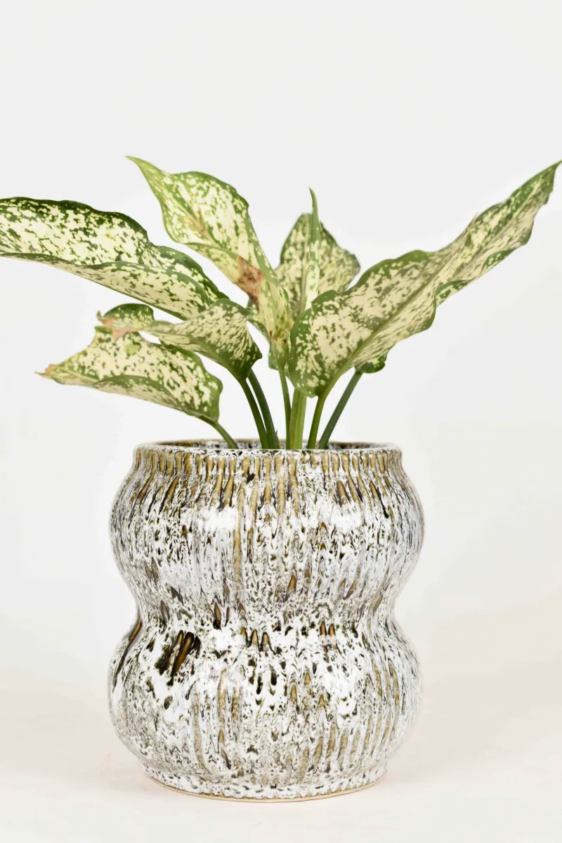 Classic Ceramic Planter — 6" Dia × 5" Height — Primary View