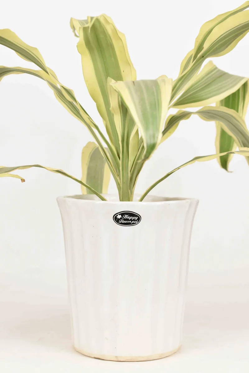Classic Ceramic Planter — 5" Dia × 7" Height — Primary View