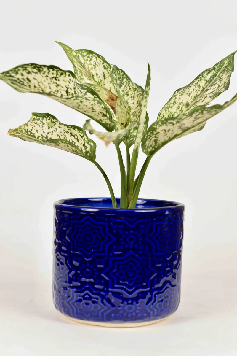 Classic Ceramic Planter — 7" Dia × 3.5" Height — Primary View