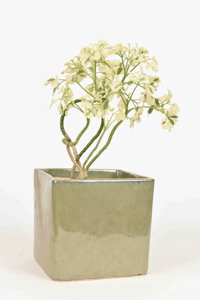 Classic Ceramic Planter — 6" Dia × 5" Height — Primary View