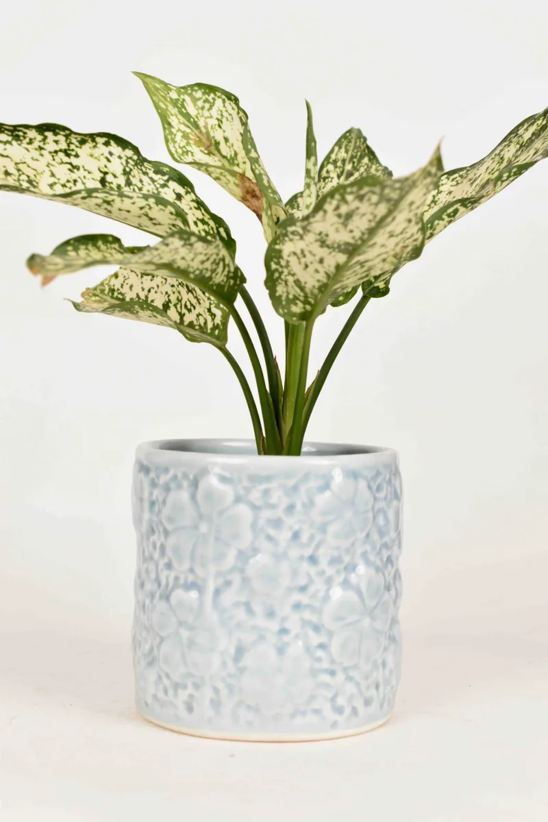Classic Ceramic Planter — 6.5" Dia × 6" Height — Primary View