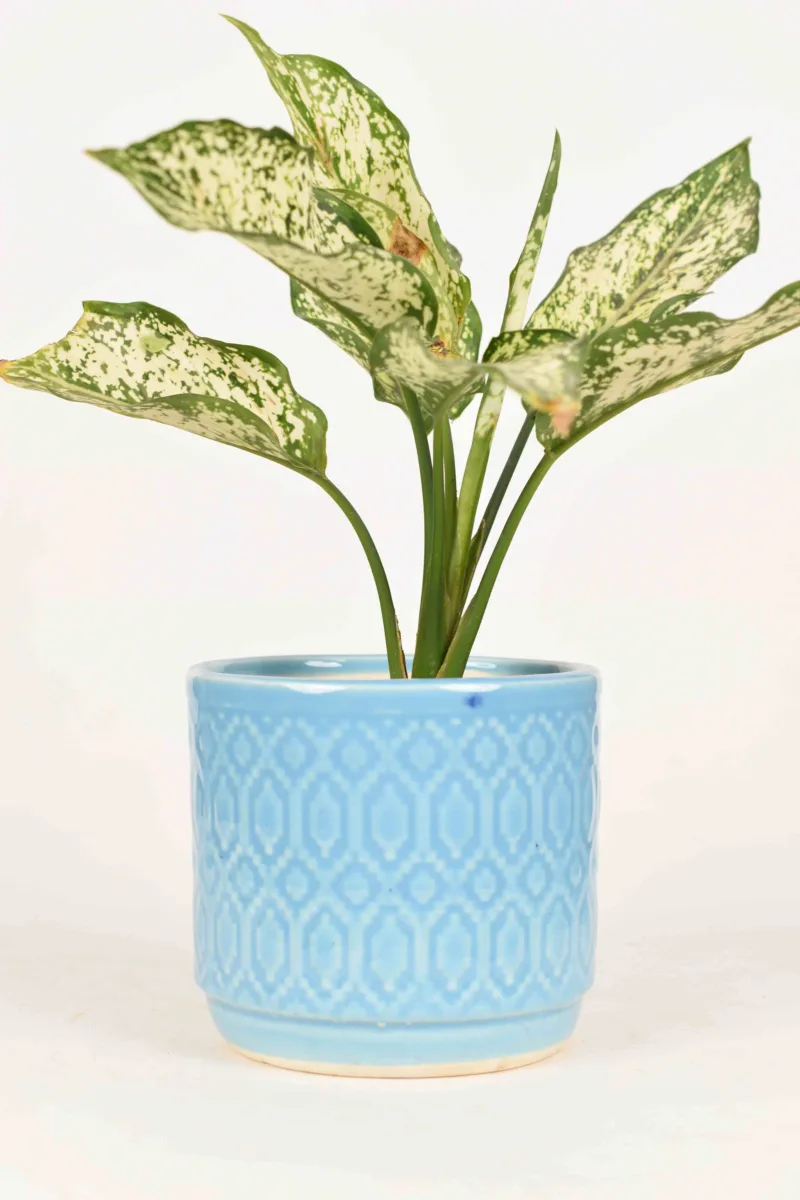 Classic Ceramic Planter Set of 2 (2" Dia) — Primary View