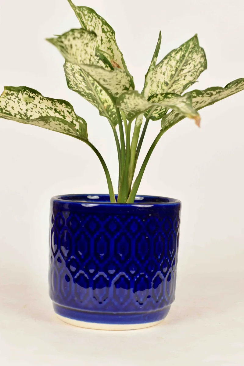 Classic Ceramic Planter — 5" Dia × 5" Height — Primary View