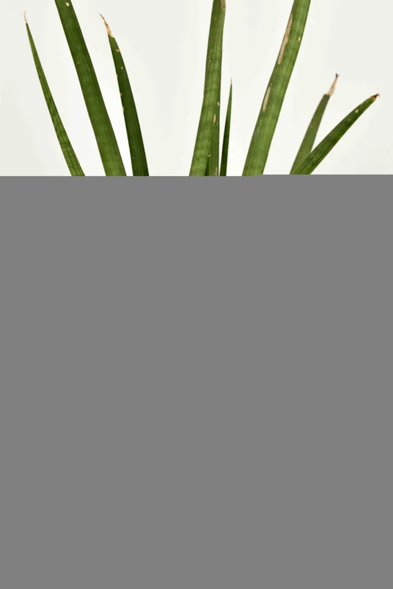 Classic Ceramic Planter — 4.5" Dia × 3" Height — Primary View