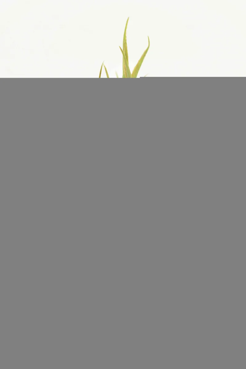 Classic Ceramic Planter — 5" Dia × 5" Height — Primary View