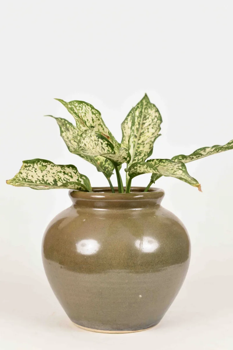 Classic Ceramic Planter — 5.5" Dia × 4.5" Height — Primary View