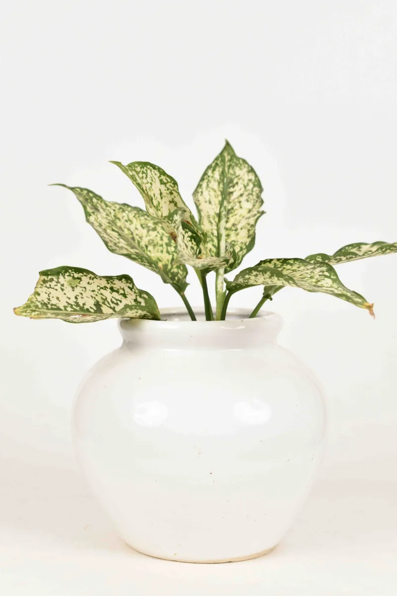 Classic Ceramic Planter — 7" Dia × 6.5" Height — Primary View