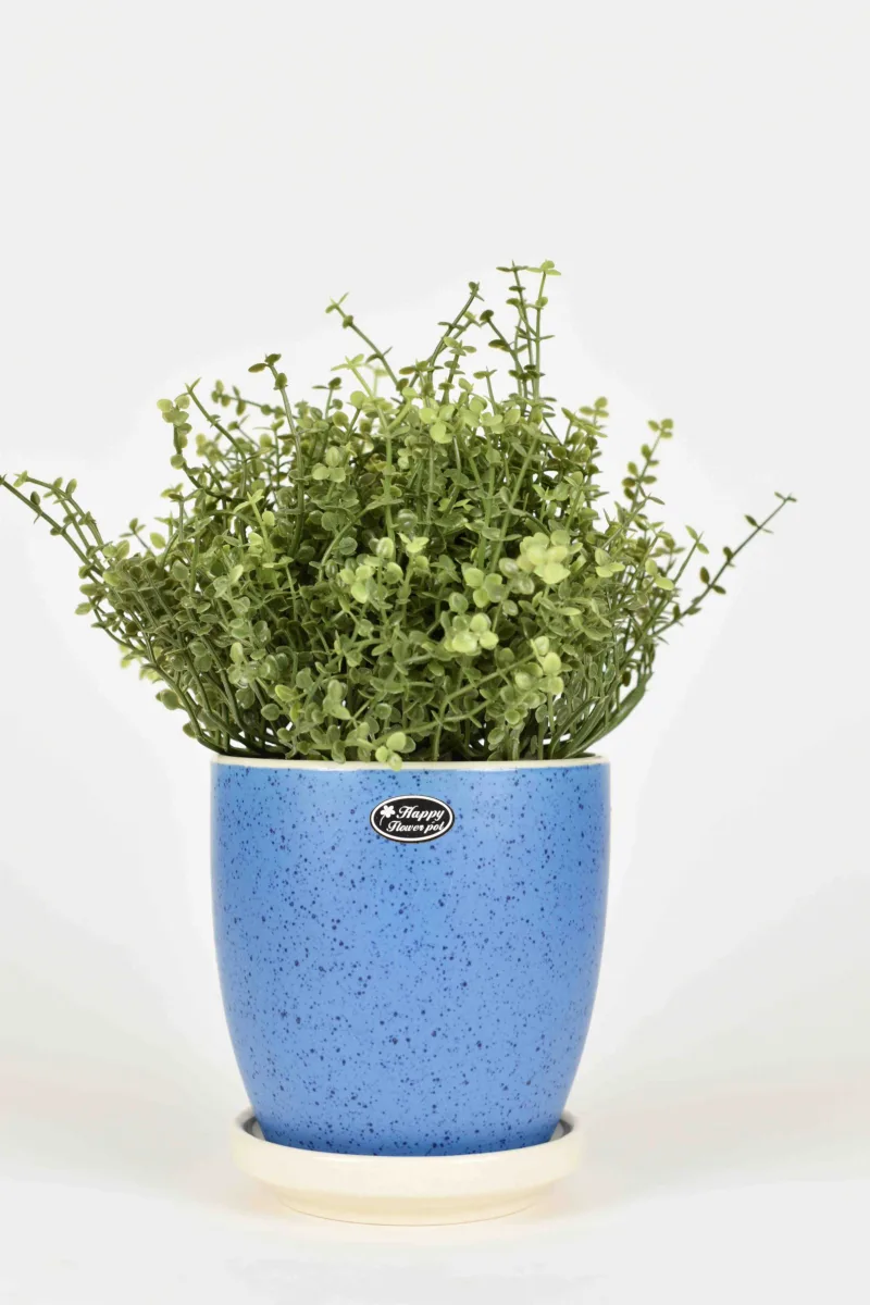 Classic Ceramic Planter — 5.5" Dia × 5.5" Height — Primary View