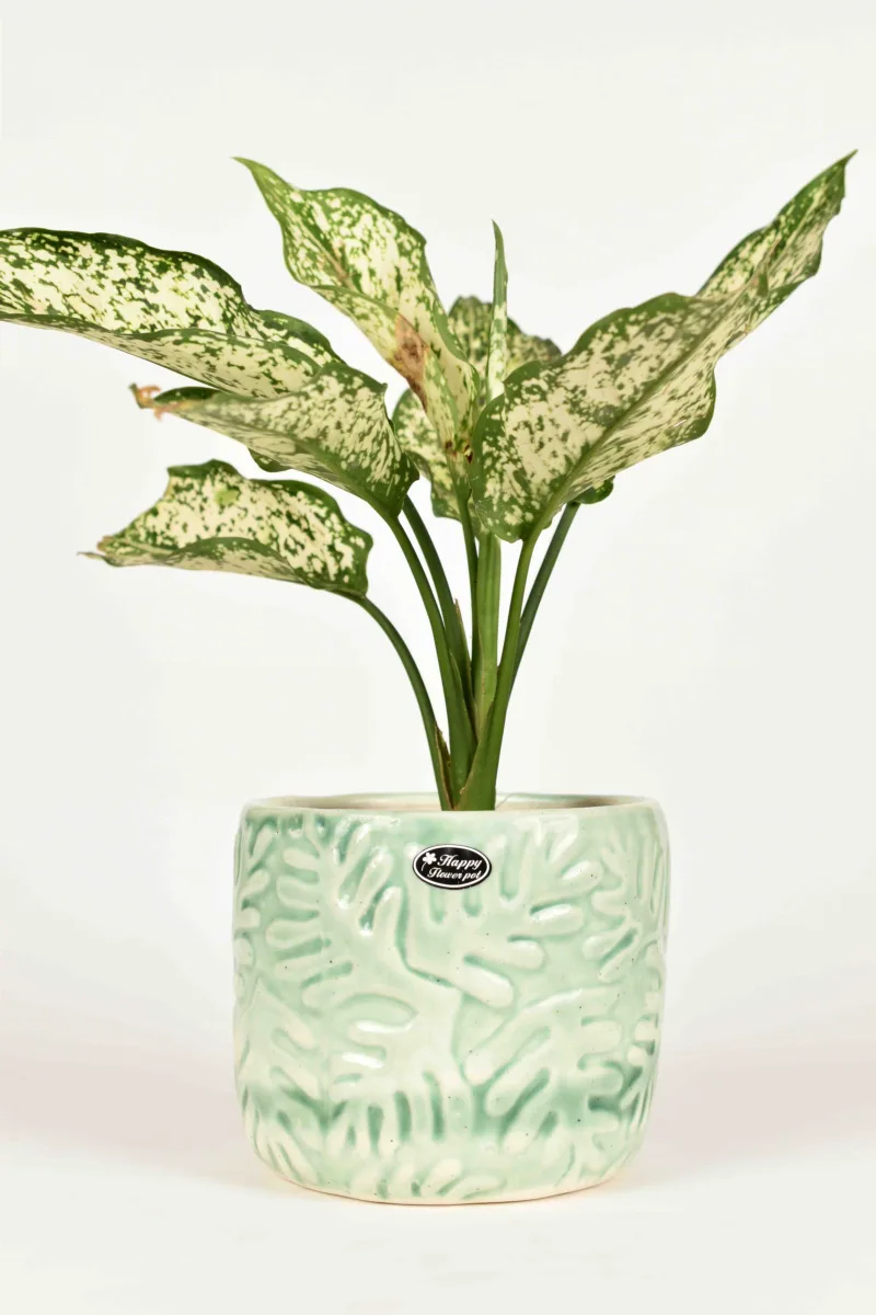 Classic Ceramic Planter — 5" Dia × 4.5" Height — Primary View