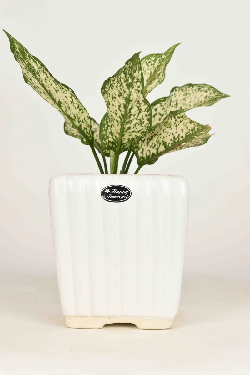 Classic Ceramic Planter — 4" Dia × 3" Height — Primary View