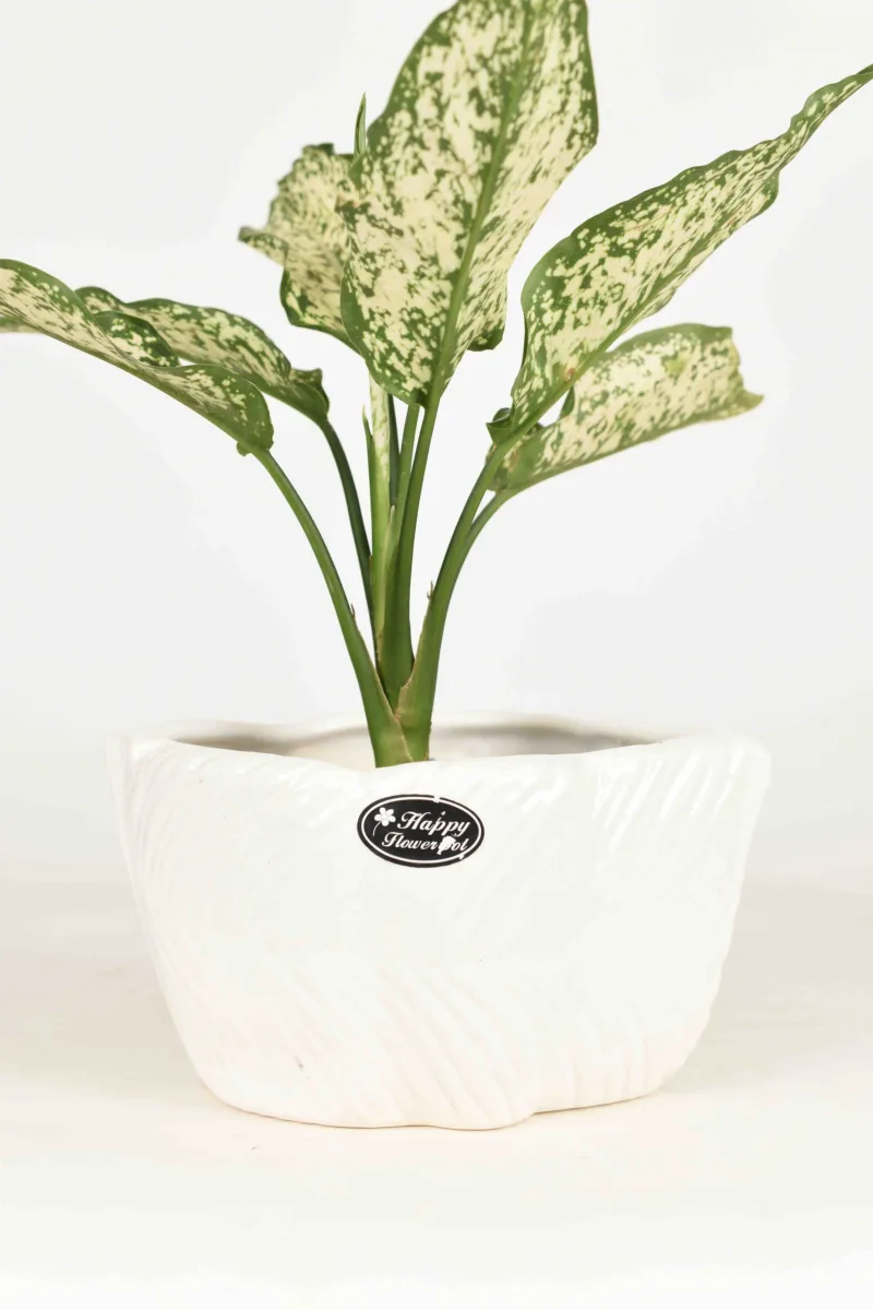 Classic Ceramic Planter — 4.5" Dia × 5" Height — Primary View