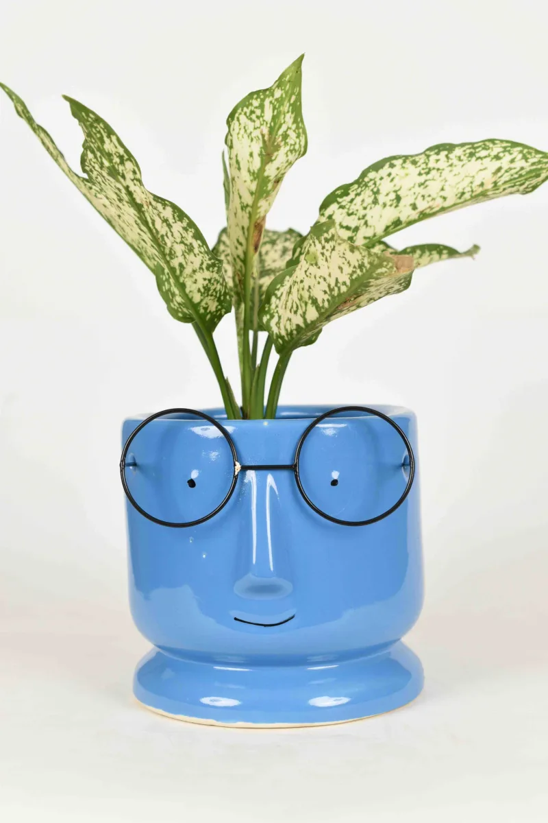 Classic Ceramic Planter — 5" Dia × 5" Height — Primary View