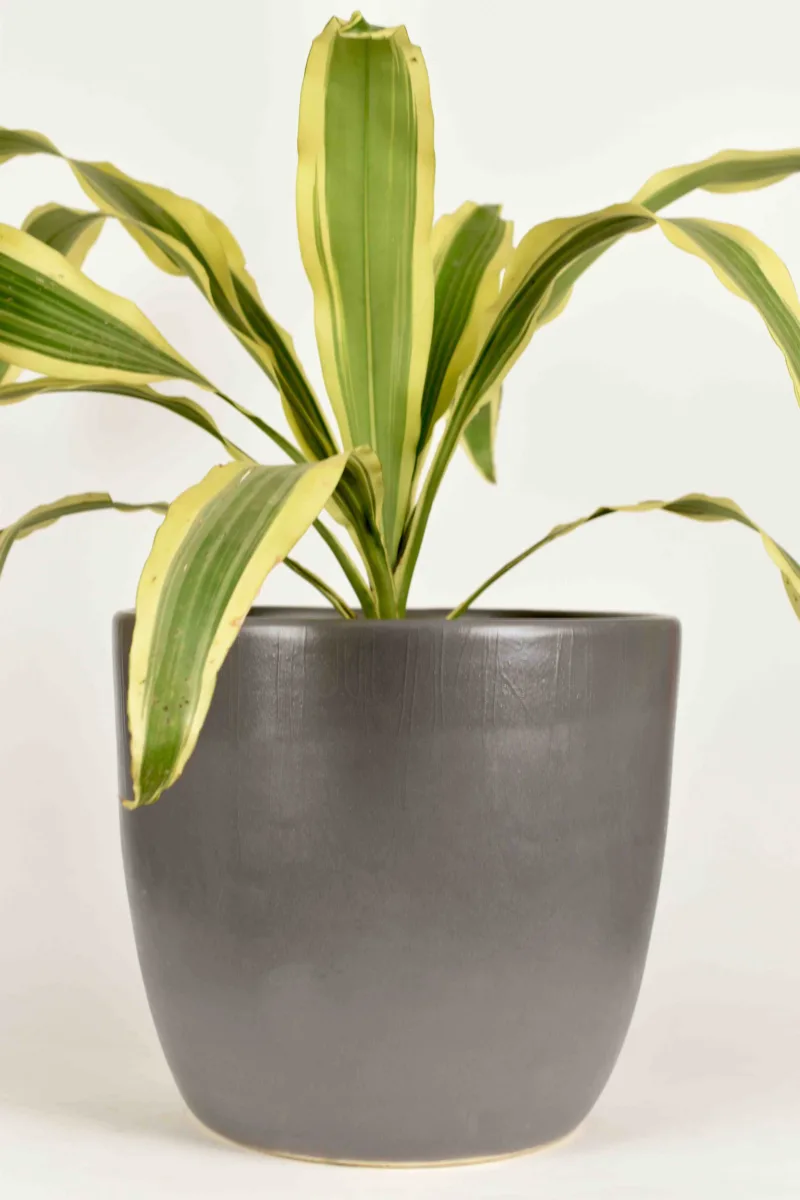 Classic Ceramic Planter — 4" Dia × 5" Height — Primary View