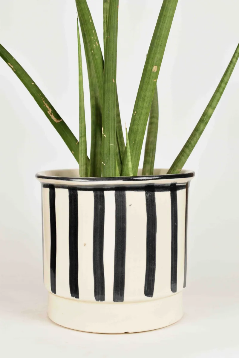 Classic Ceramic Planter — 5" Dia × 3.5" Height — Primary View