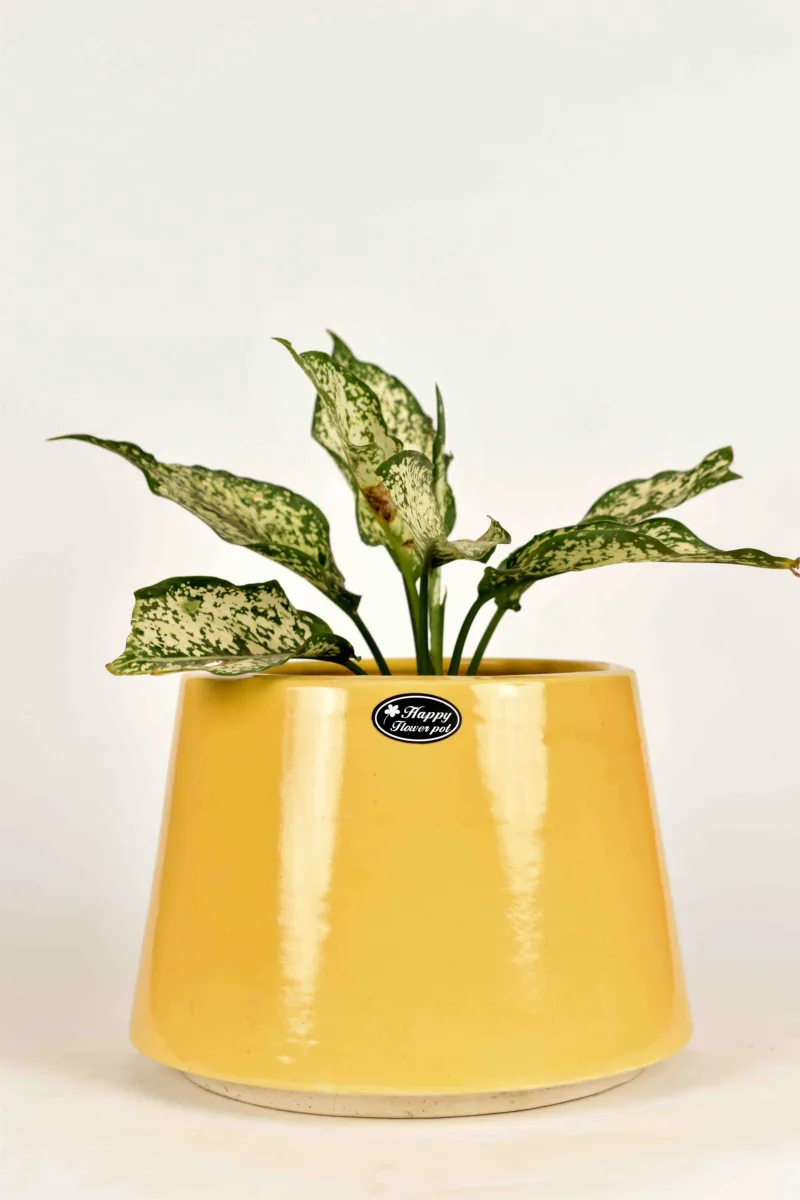 Classic Ceramic Planter — 9.5" Dia × 7" Height — Primary View